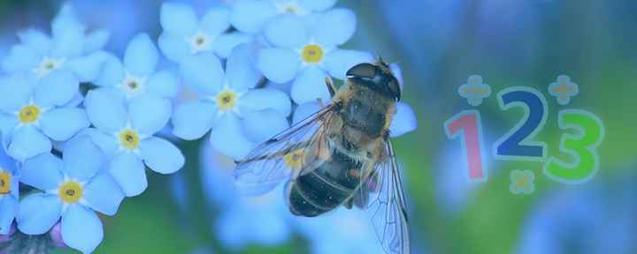 Bees have brains for basic math, study finds